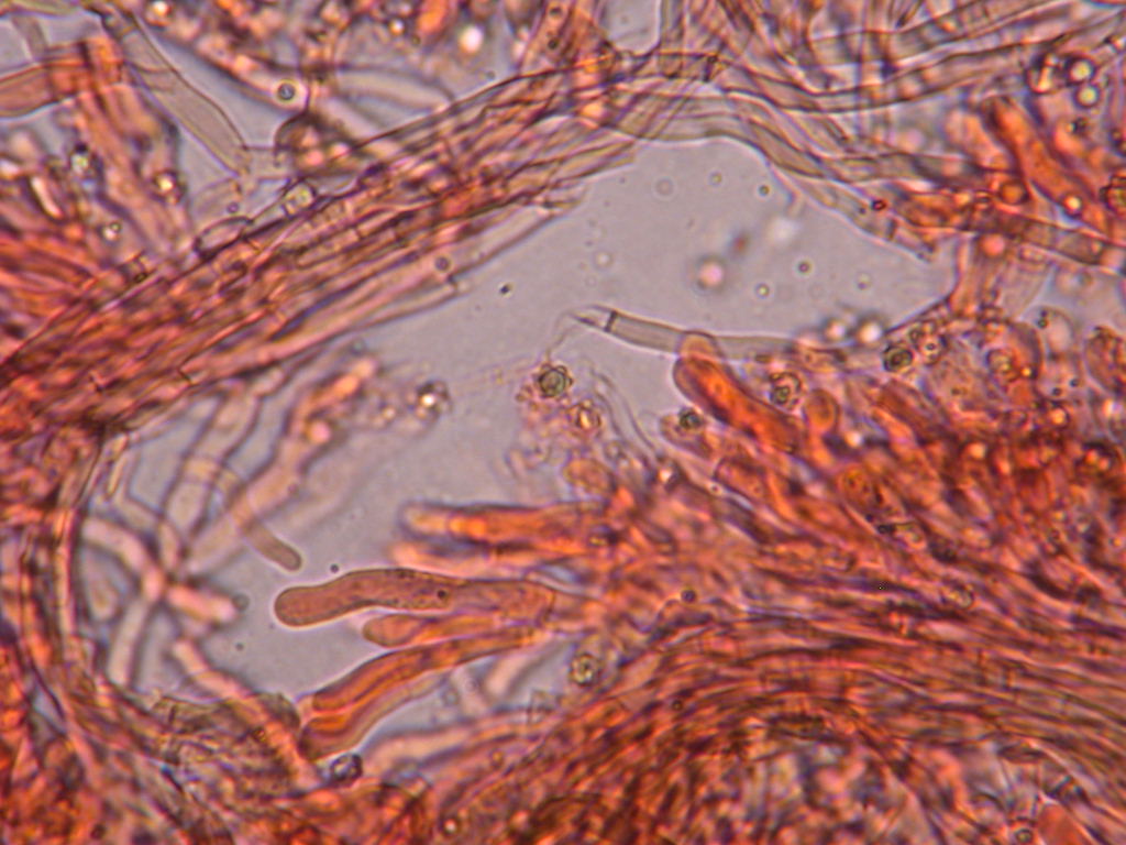 Difficile... chiss� ? QUIZ